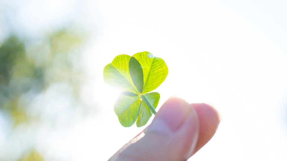 세잎클로버와 네잎클로버_four leaf clover