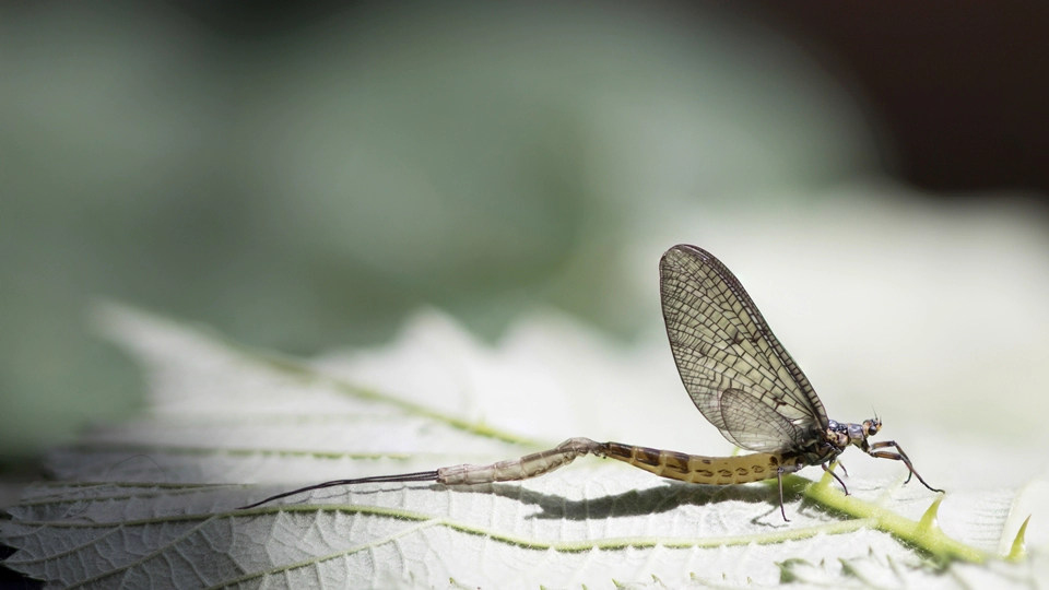 하루살이(mayfly)